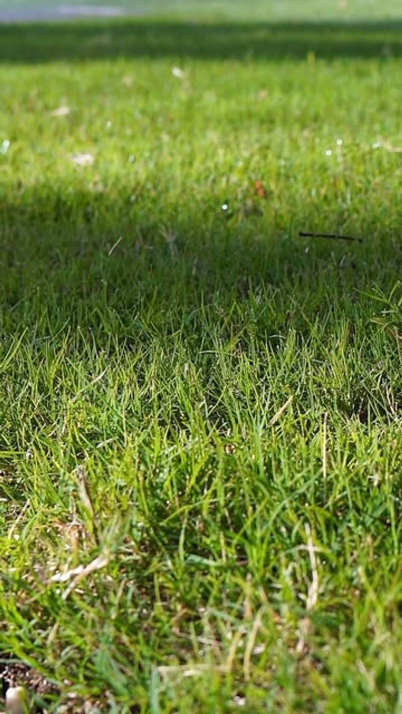 Mow When Grass Is Completely Dry