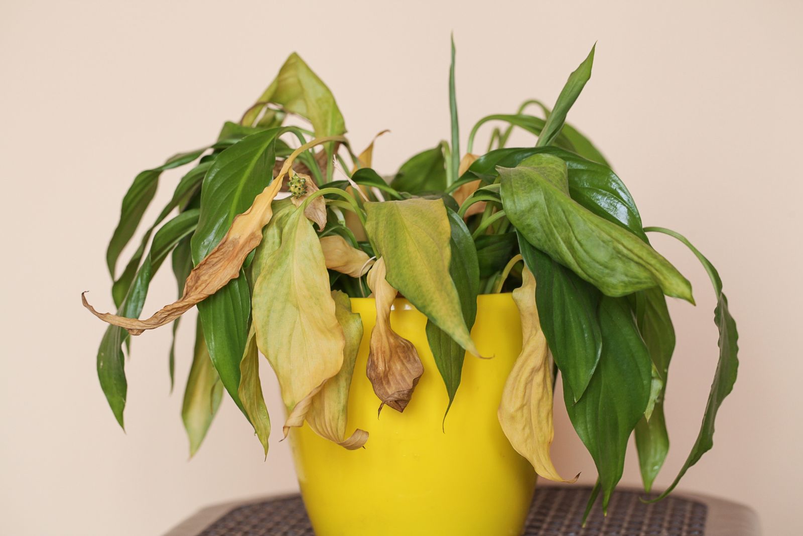 Keep Checking Houseplants In Denver For Subtle Signs Of Insect Troubles