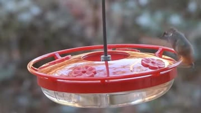 Watch For Rufous And Other Rare Species