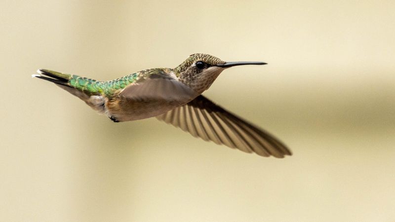 They Travel Incredible Distances Alone