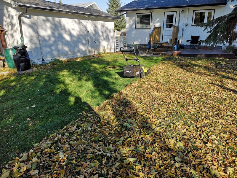 Remove Fallen Leaves Before Mowing