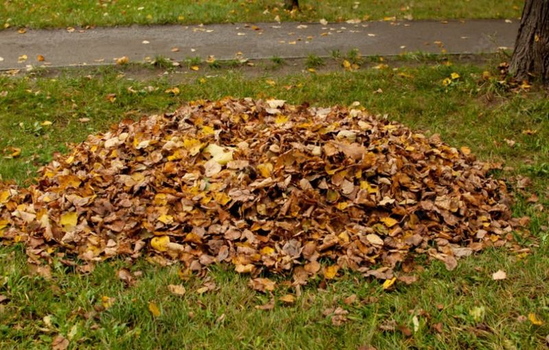 Remove Leaves Before Each Mowing Session