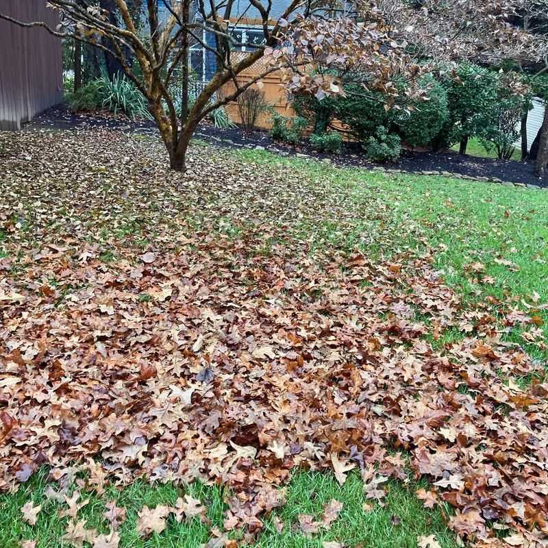 Remove Leaves Before Each Mowing