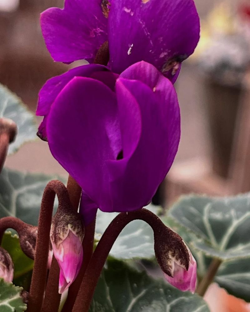 Monitor For Common Pests Regularly