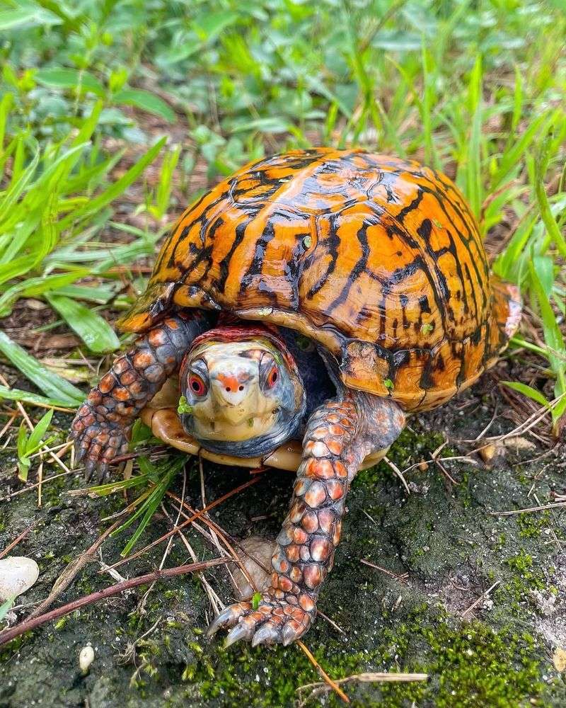 Never Relocate It Far From Home