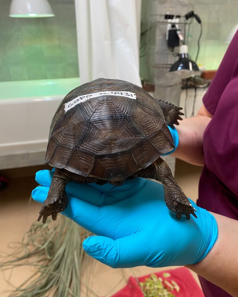 Contact A Wildlife Rehabilitator If It's Truly In Distress