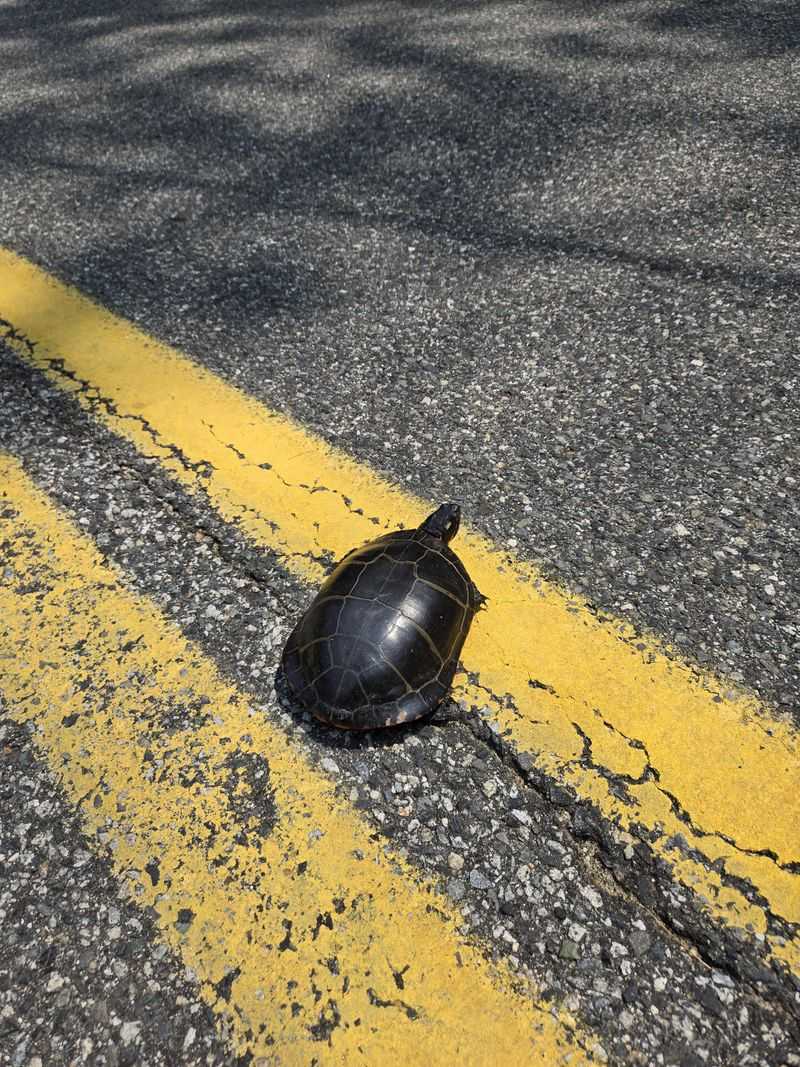 Help It Cross If It's On A Road