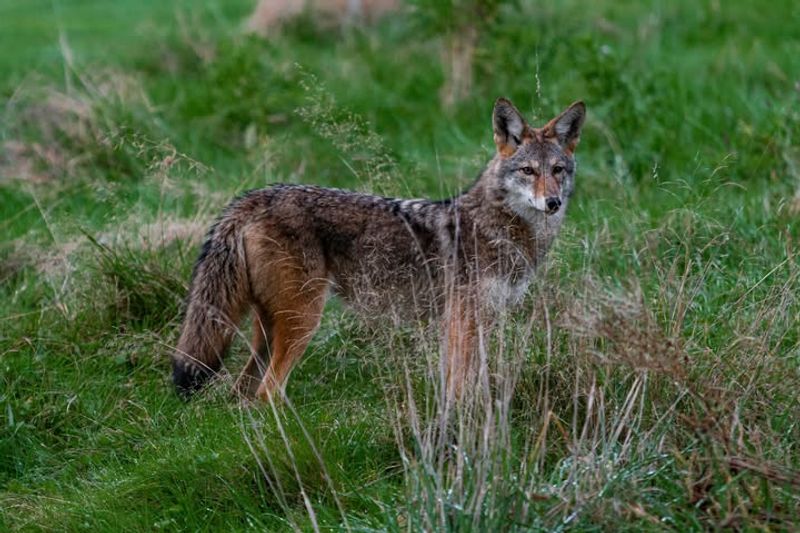 Use Hazing Techniques To Scare Coyotes Away