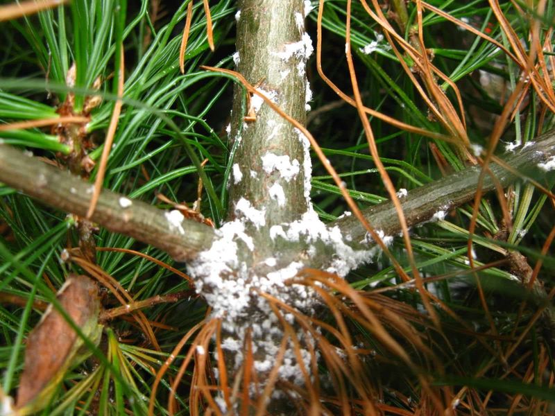 Monitor For Pest And Disease Issues