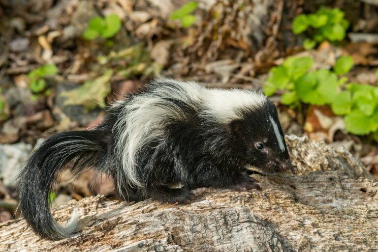 skunks (featured image)