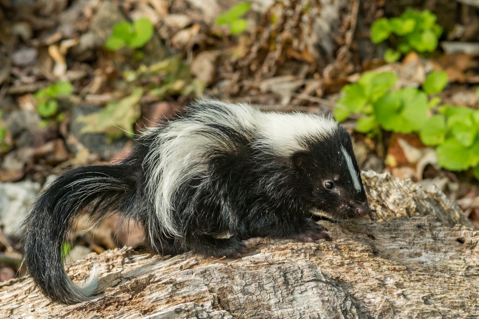 Keep Skunks Away All Year With This Simple Natural Trick