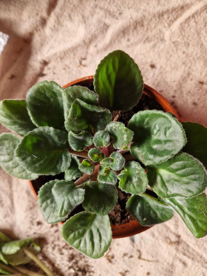 Feed With Diluted Fertilizer Monthly