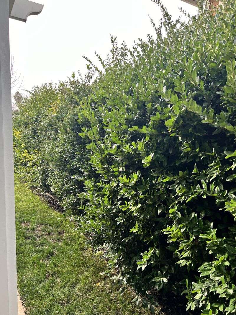 Timing Matters For Plant Health