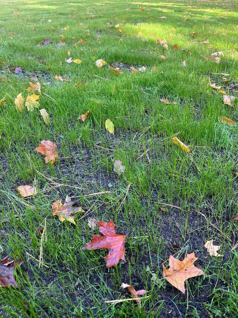 Mow When Grass Is Dry