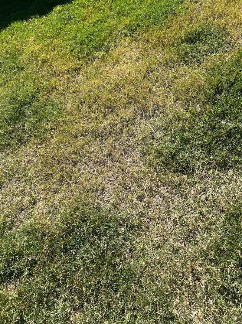 Reduce Mowing Frequency