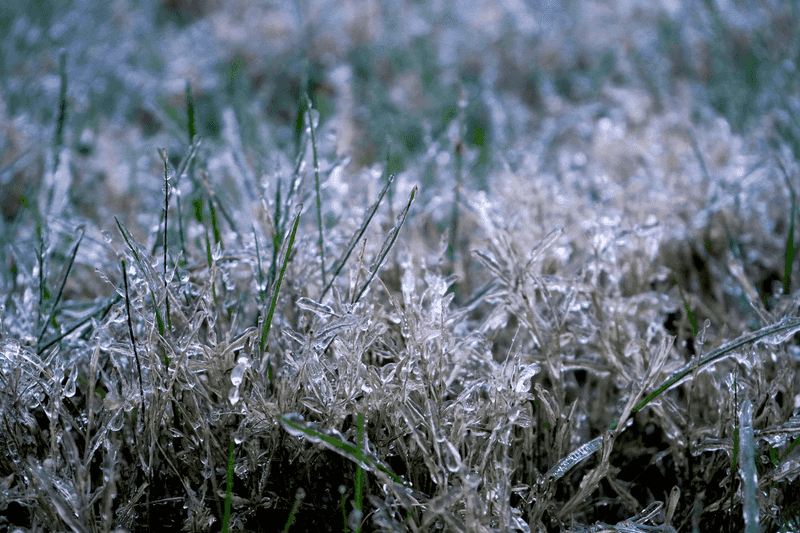 Avoid Mowing Wet Or Frosty Grass