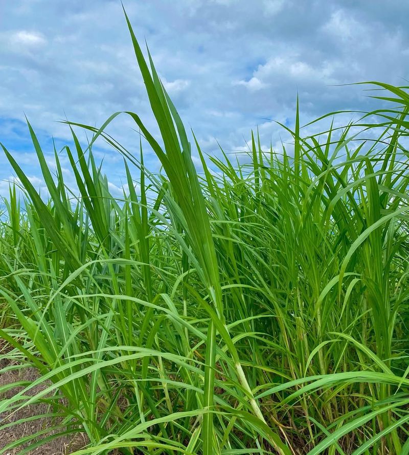 Improves Photosynthesis During Sunny Winter Days