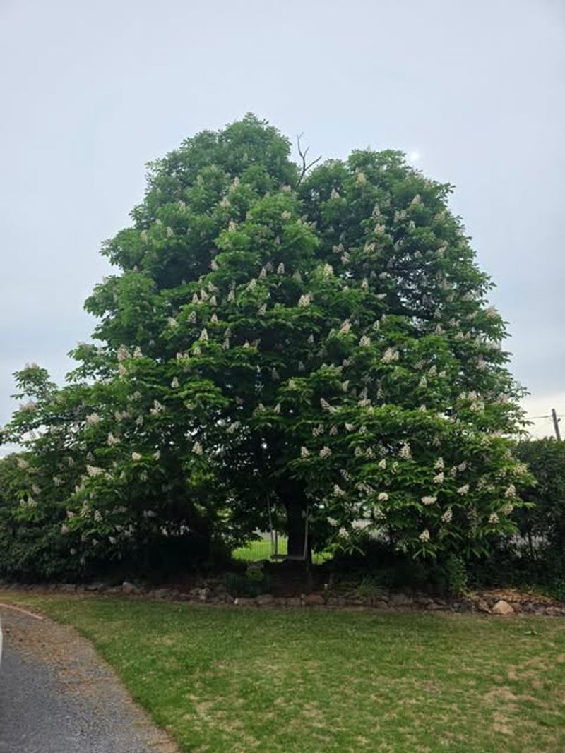 Horse Chestnut