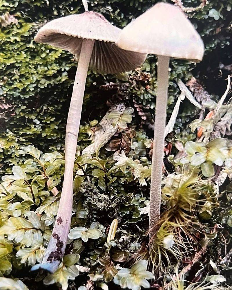 Magic Mushrooms (Psilocybin Mushrooms)