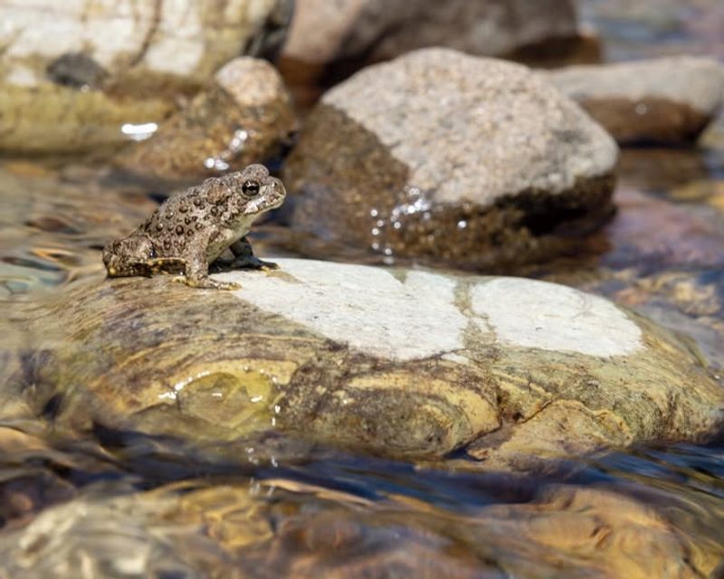 Western Toad