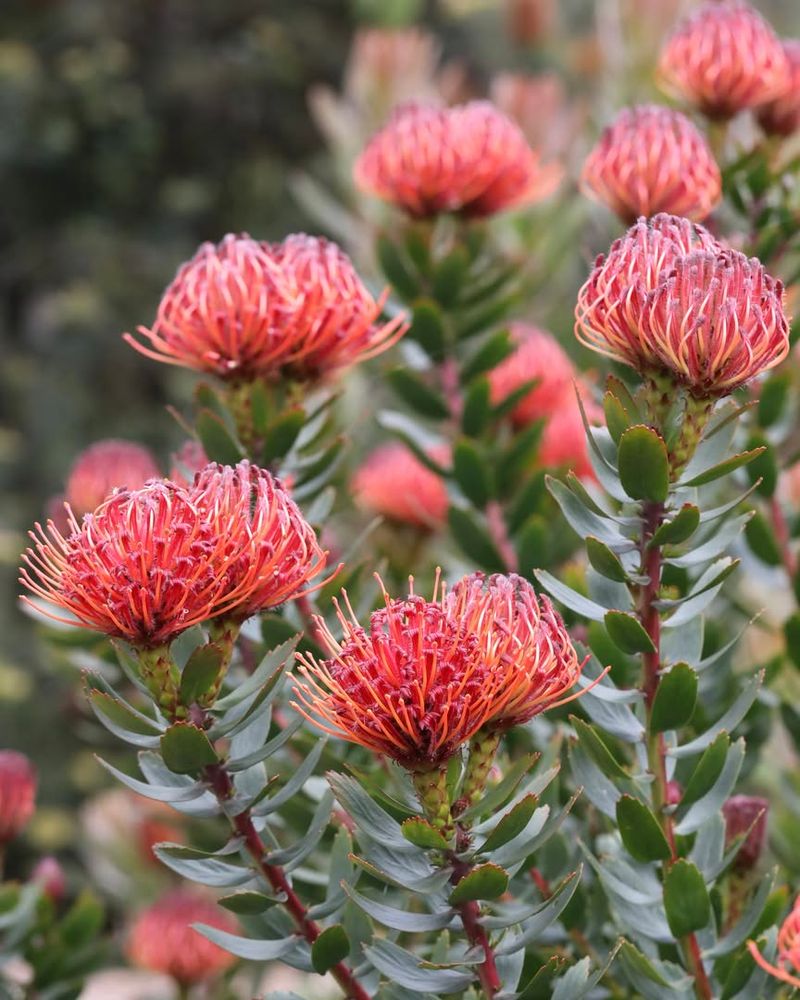 Pincushion Protea (Leucospermum cordifolium)