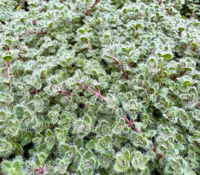 Woolly Thyme