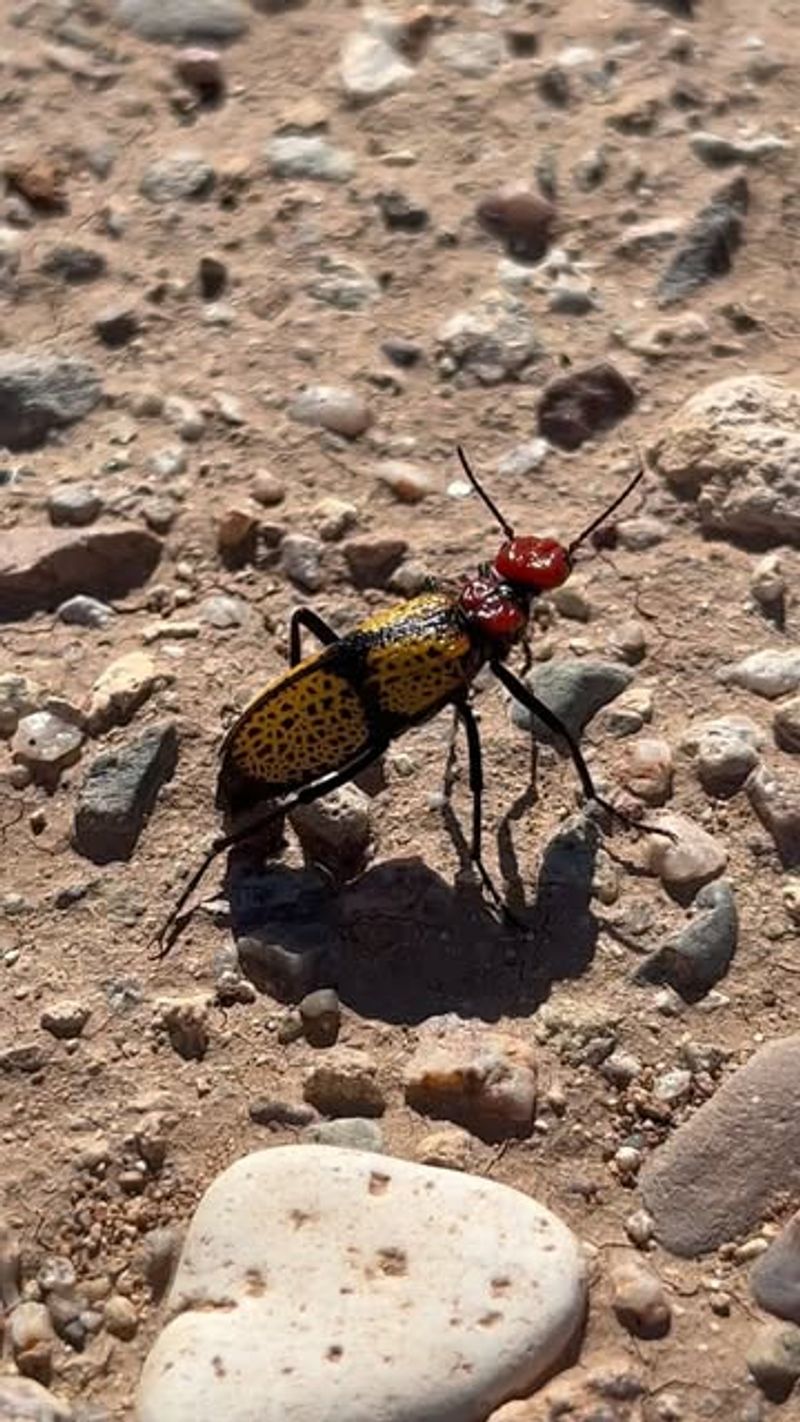 Blister Beetles