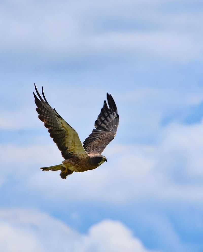 Swainson's Hawk