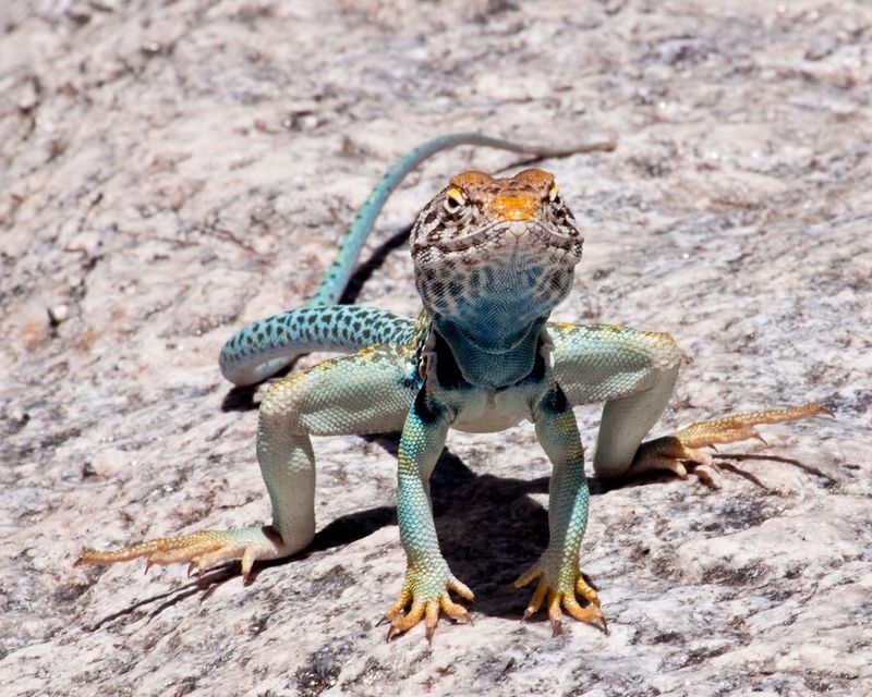 Sagebrush Lizards