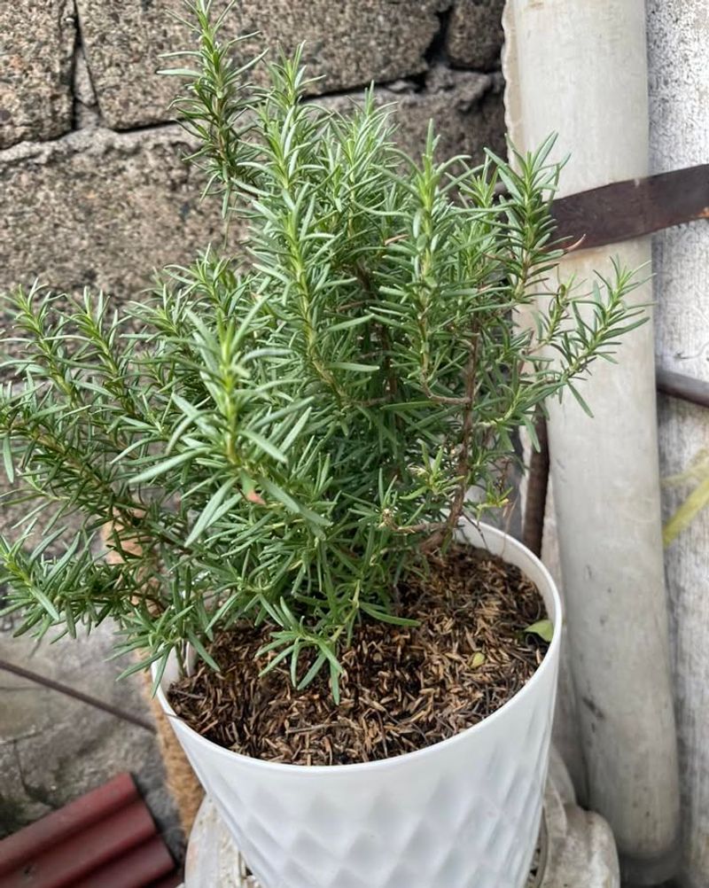 Dual-Purpose Herbs Offer Scent And Flavor For Virginia Cooks