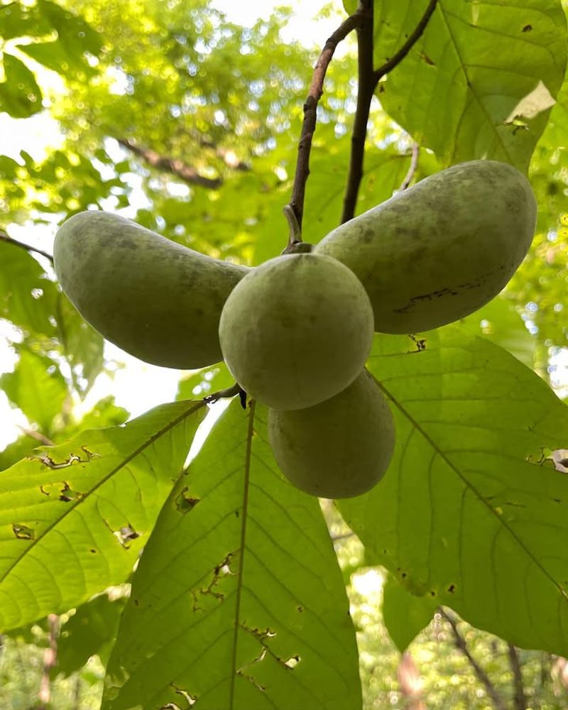 Pawpaw Trees