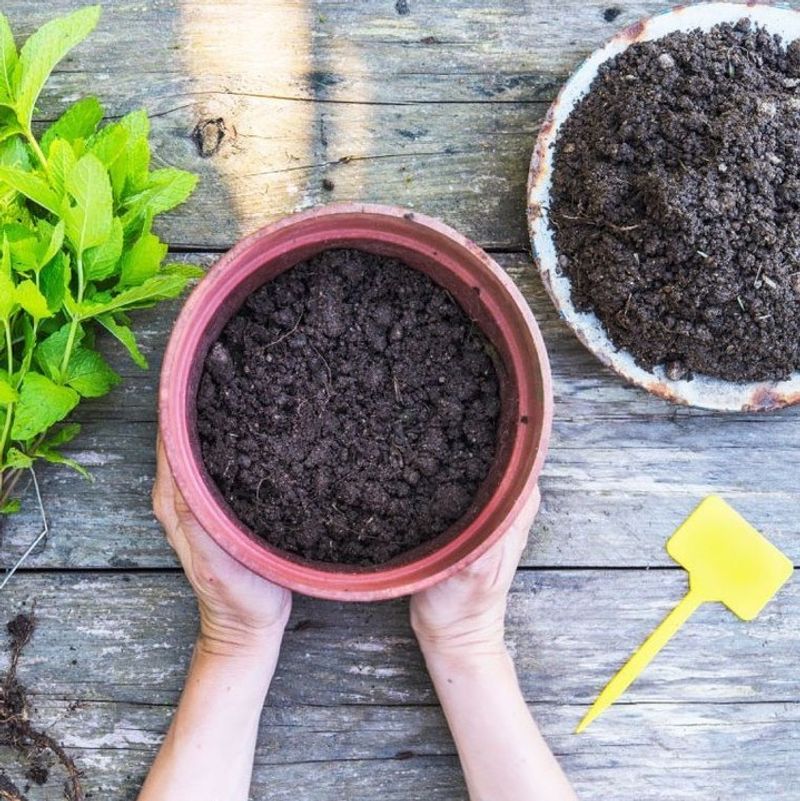 Consider The Quality And Age Of Your Potting Mix