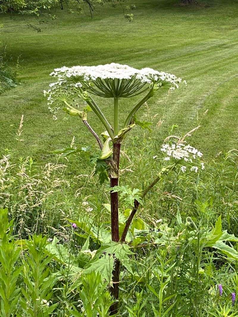 Giant Hogweed