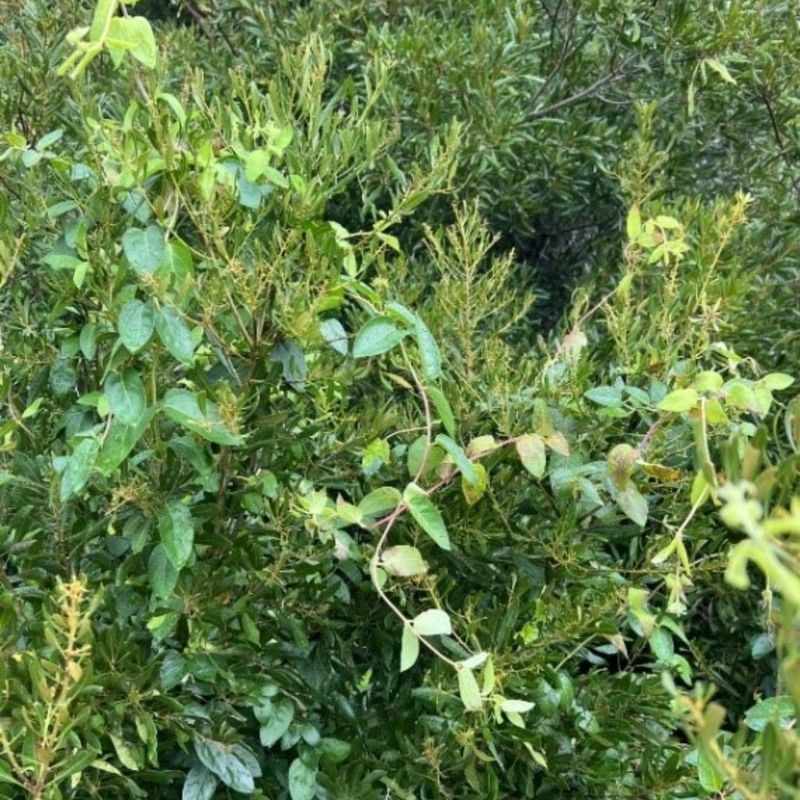 Japanese Honeysuckle