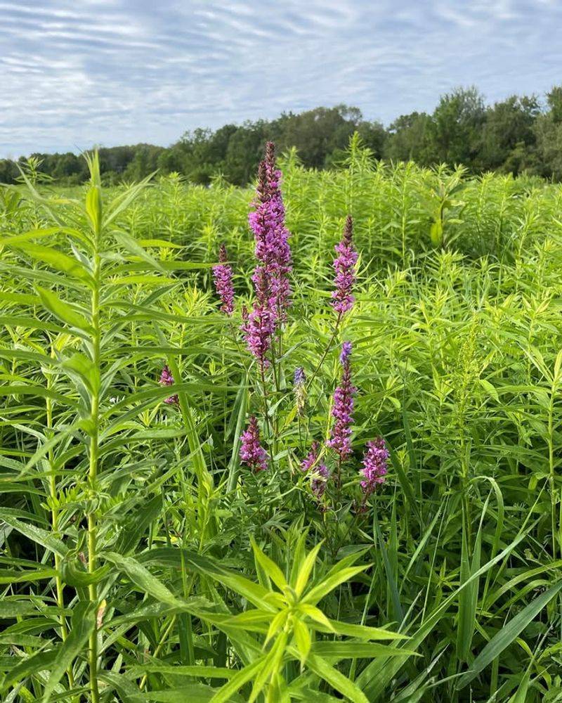 Purple Loosestrife (Lythrum salicaria)