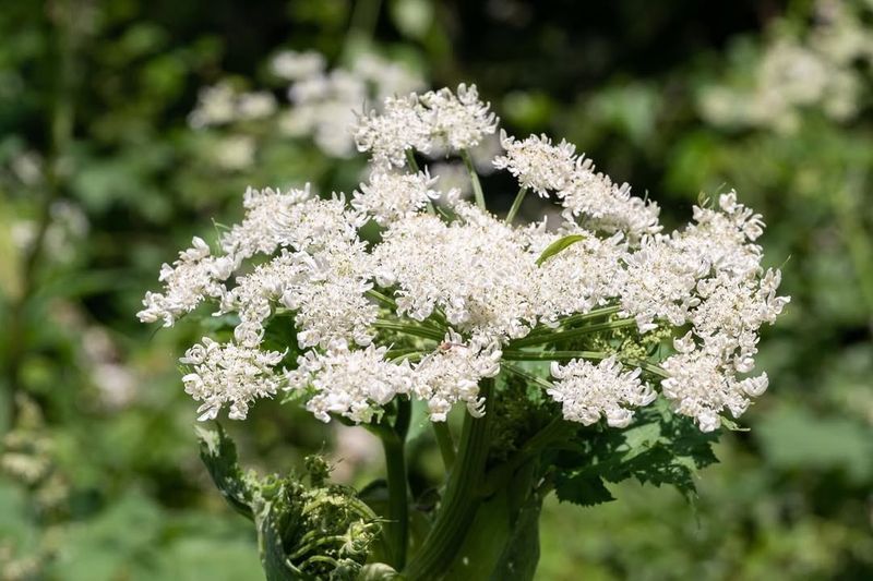 Giant Hogweed (Heracleum mantegazzianum)
