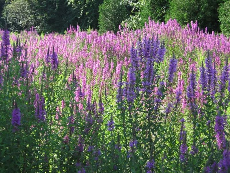 Purple Loosestrife