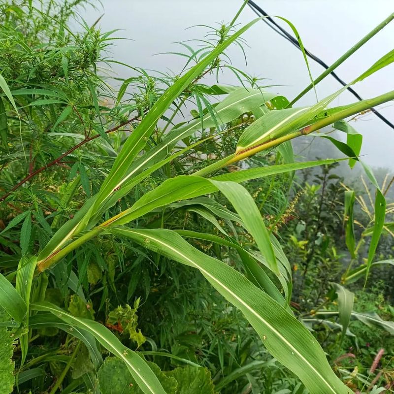 Johnson Grass