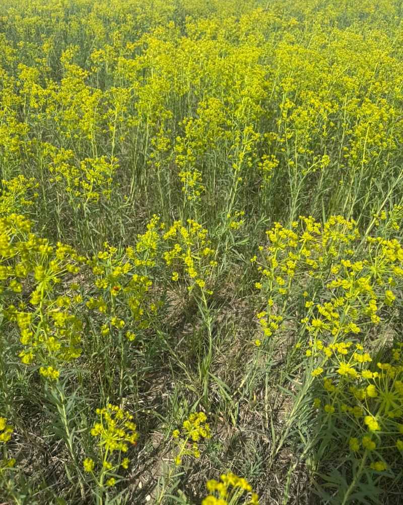 Certain Noxious Weeds