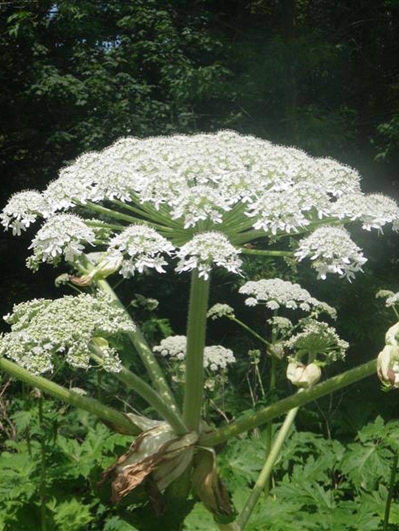 Giant Hogweed