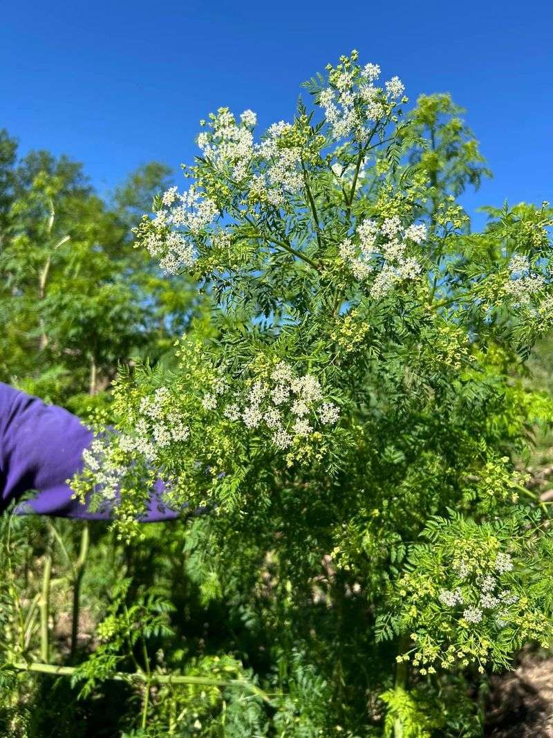 Poison Hemlock
