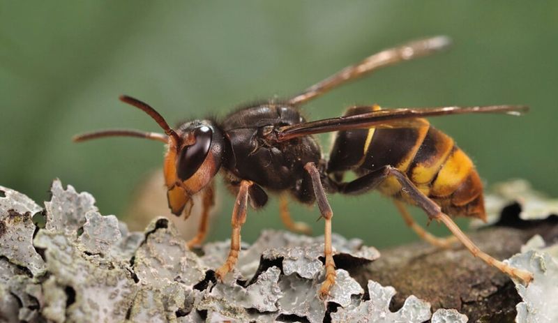 Invasive Hornets And Predators