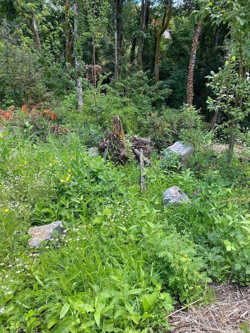 Invasive Plant Species Replacing Native Flowers