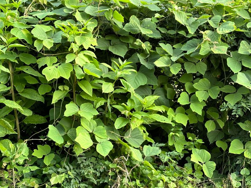 Invasive Plant Species Outcompete Natives