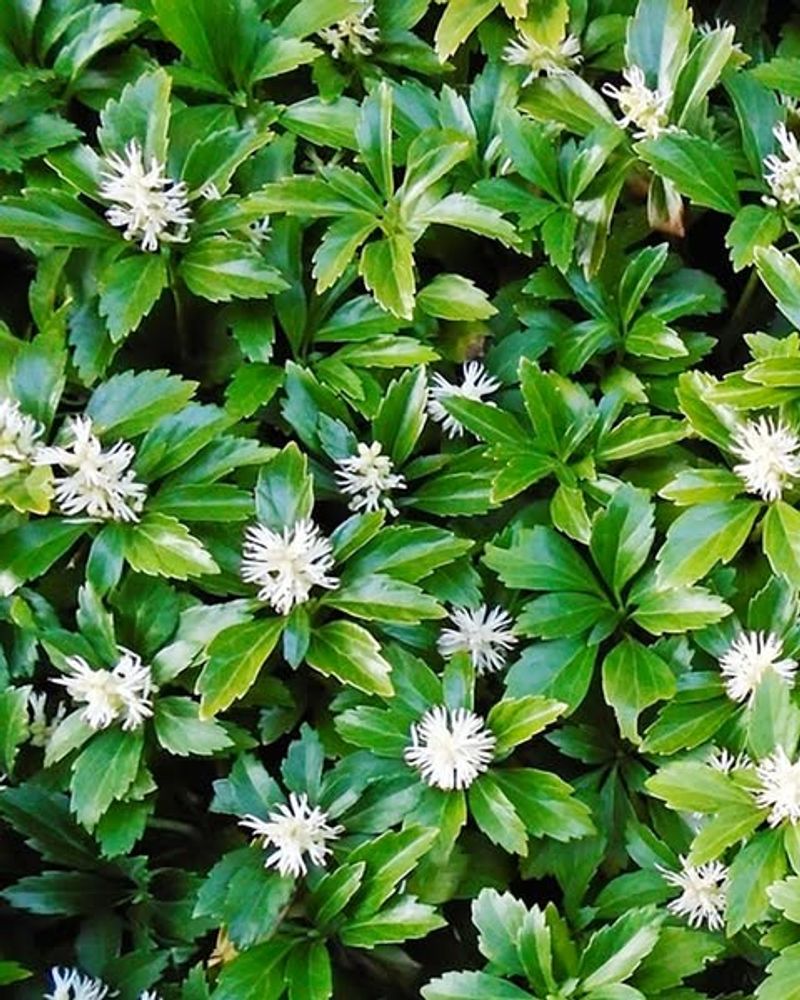 Pachysandra
