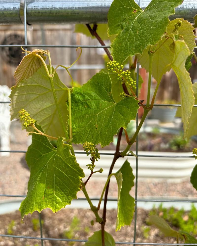 Grape Vines
