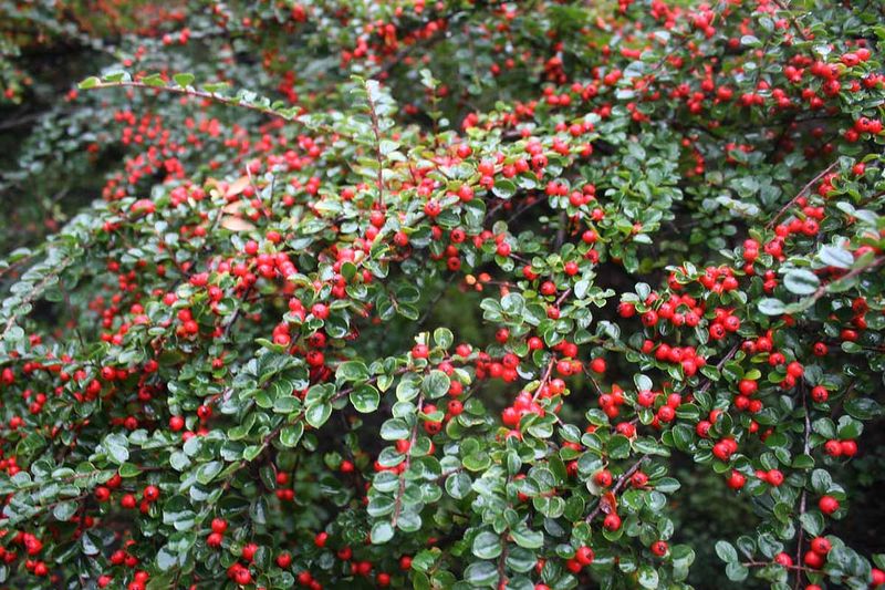 Bearberry Cotoneaster