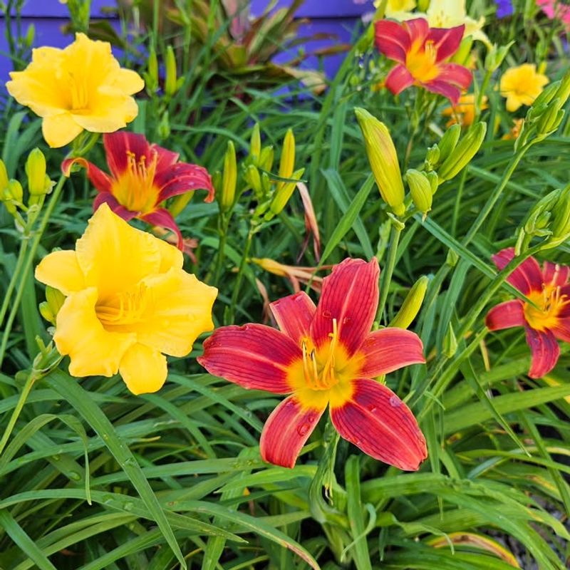 Daylilies