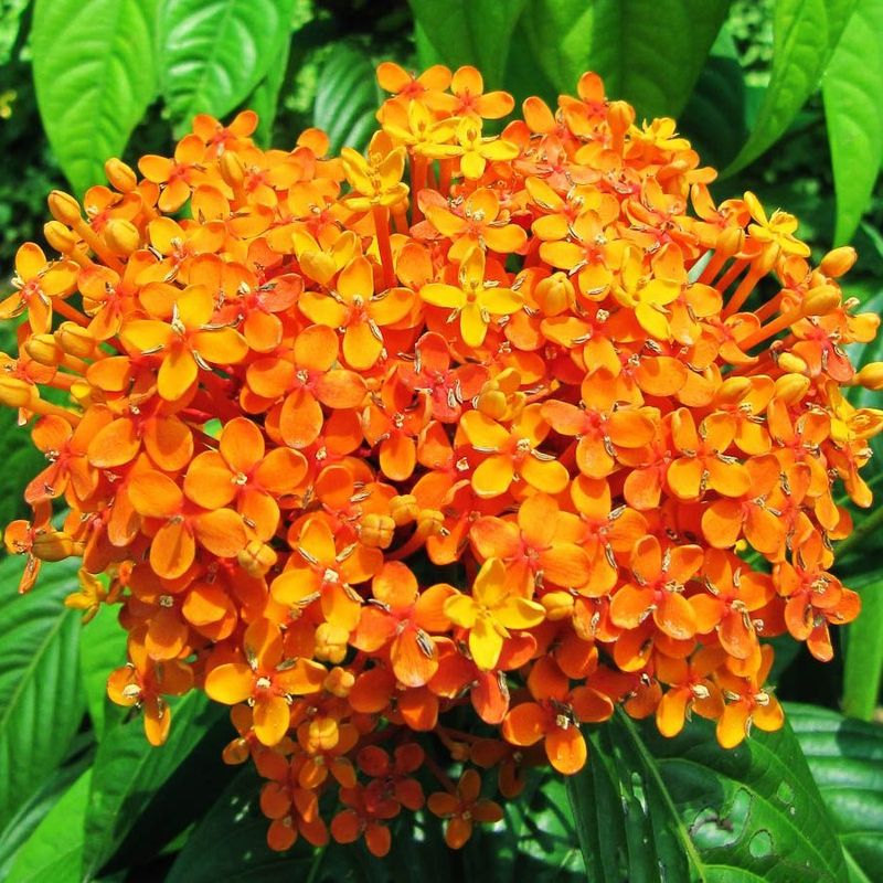 Ixora