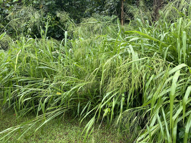 Guinea Grass